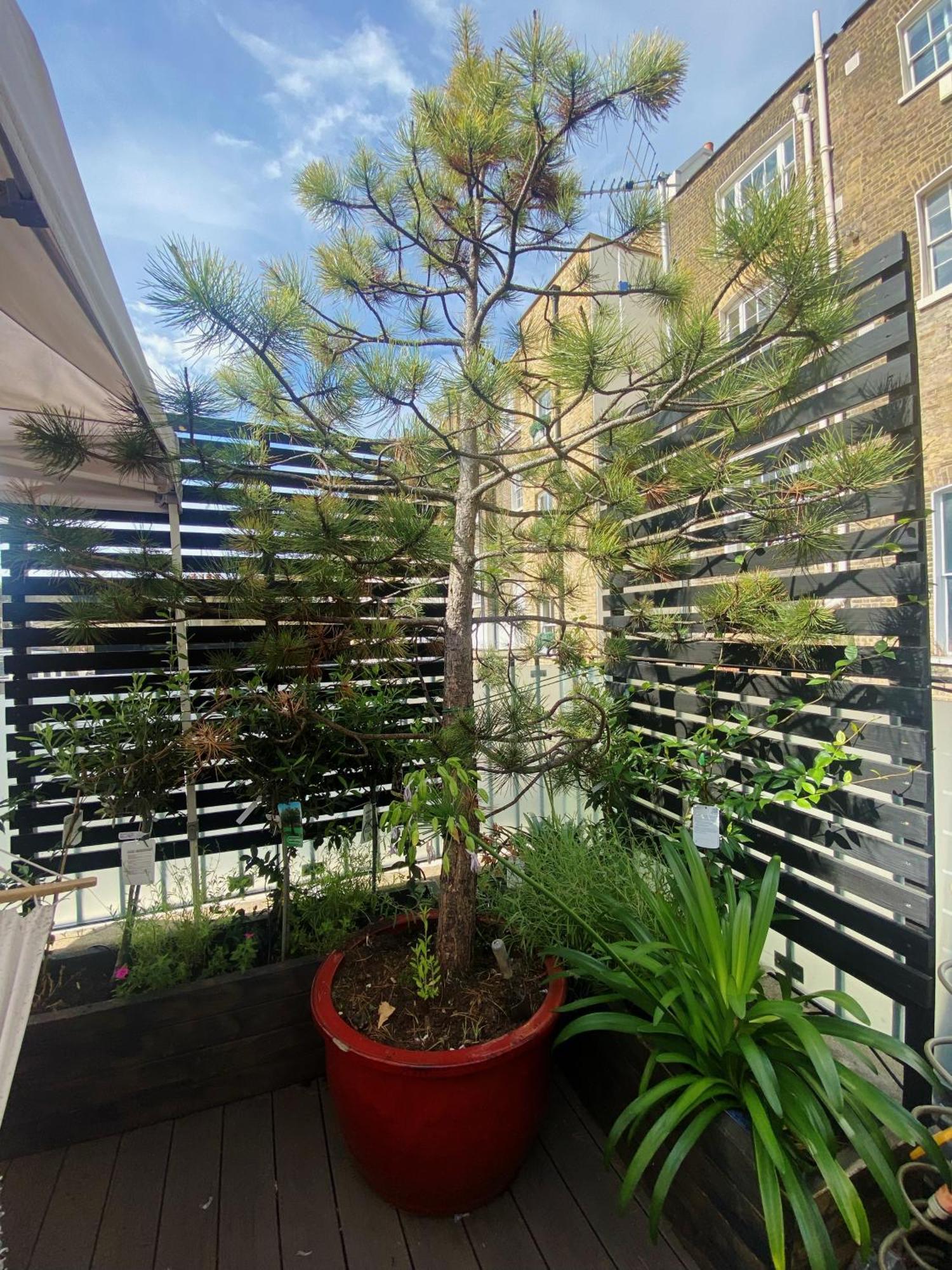 Luxury Belgrave Square Private Mews Townhouse Villa London Eksteriør bilde